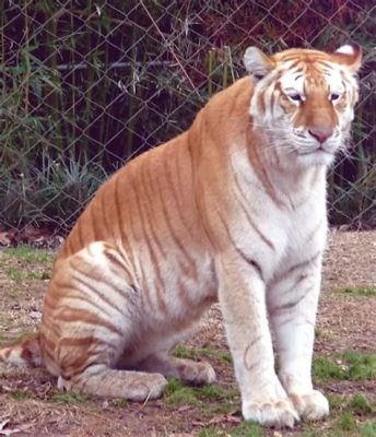 El Despertar del Tigre Dorado: Un Descubrimiento Arqueológico Revelador en el Reino de Langkasuka